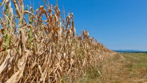 Changes in Food Supply